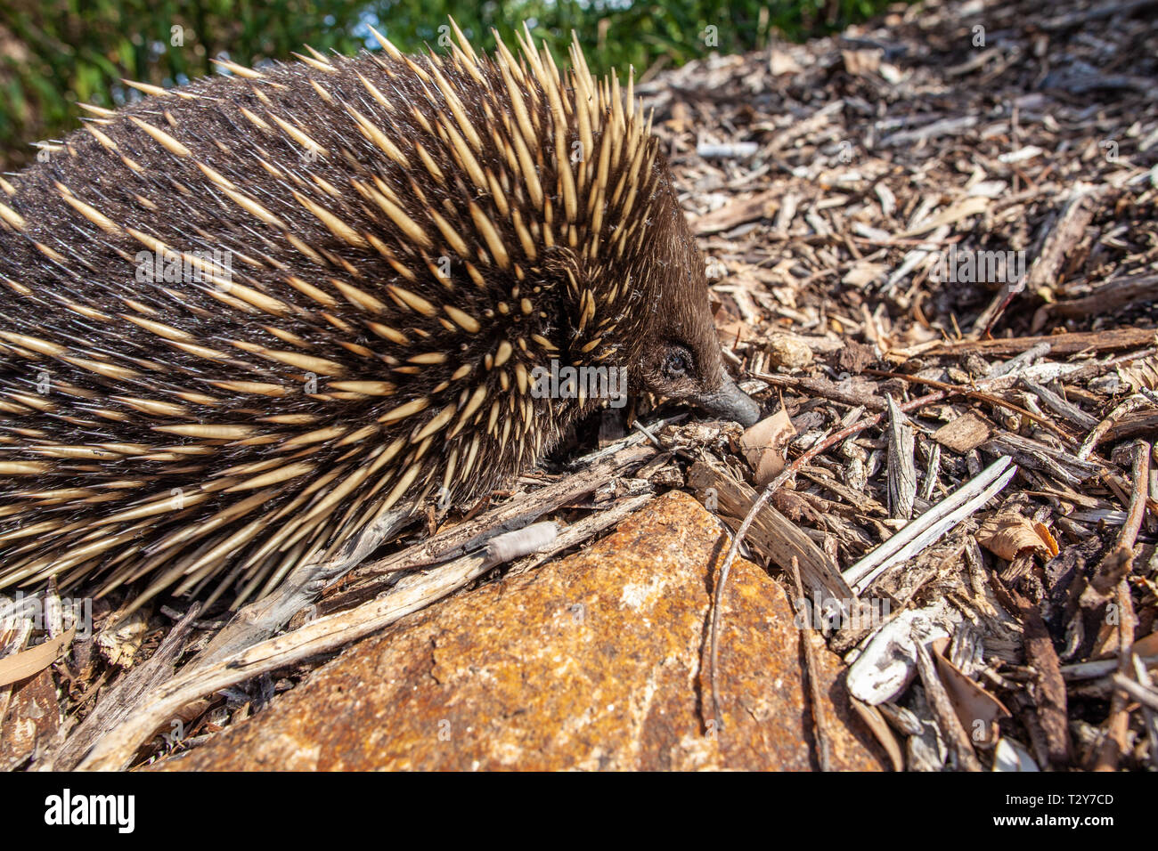 Echidna hunting for ants Stock Photo - Alamy