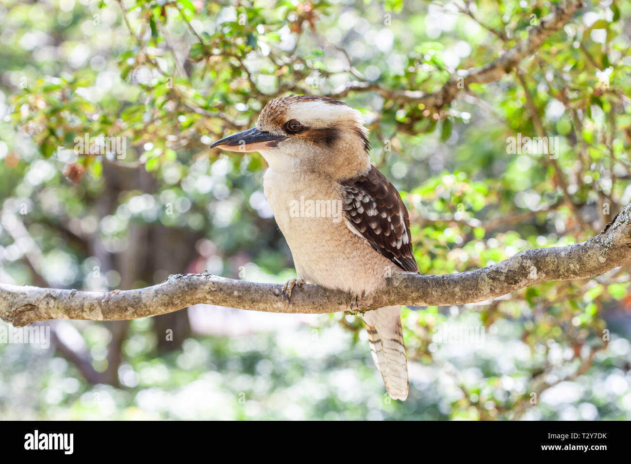 Native Australian bird Laughing Kookaburra on tree branch on blurred background Stock Photo