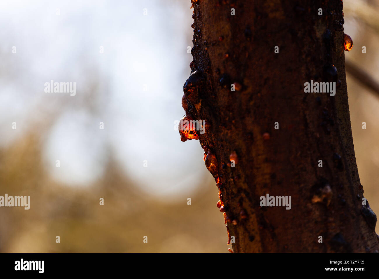 Gum tree sap glowing in the sun on blurred background with copy space Stock Photo