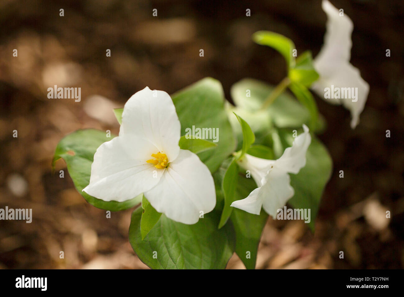 White trillium (Trillium grandiflorum) blooming in the spring in Boston, Massachusetts, USA. Stock Photo