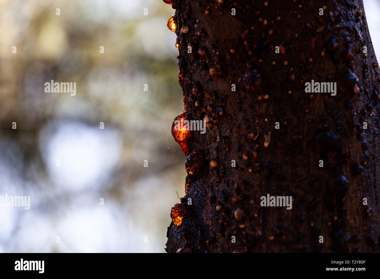 Gum tree sap glowing in the sun extreme closeup Stock Photo