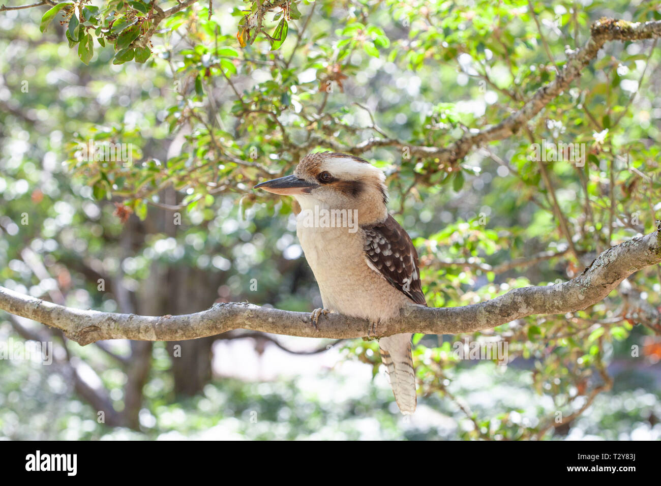 Kookaburra on tree branch on bright summer day Stock Photo