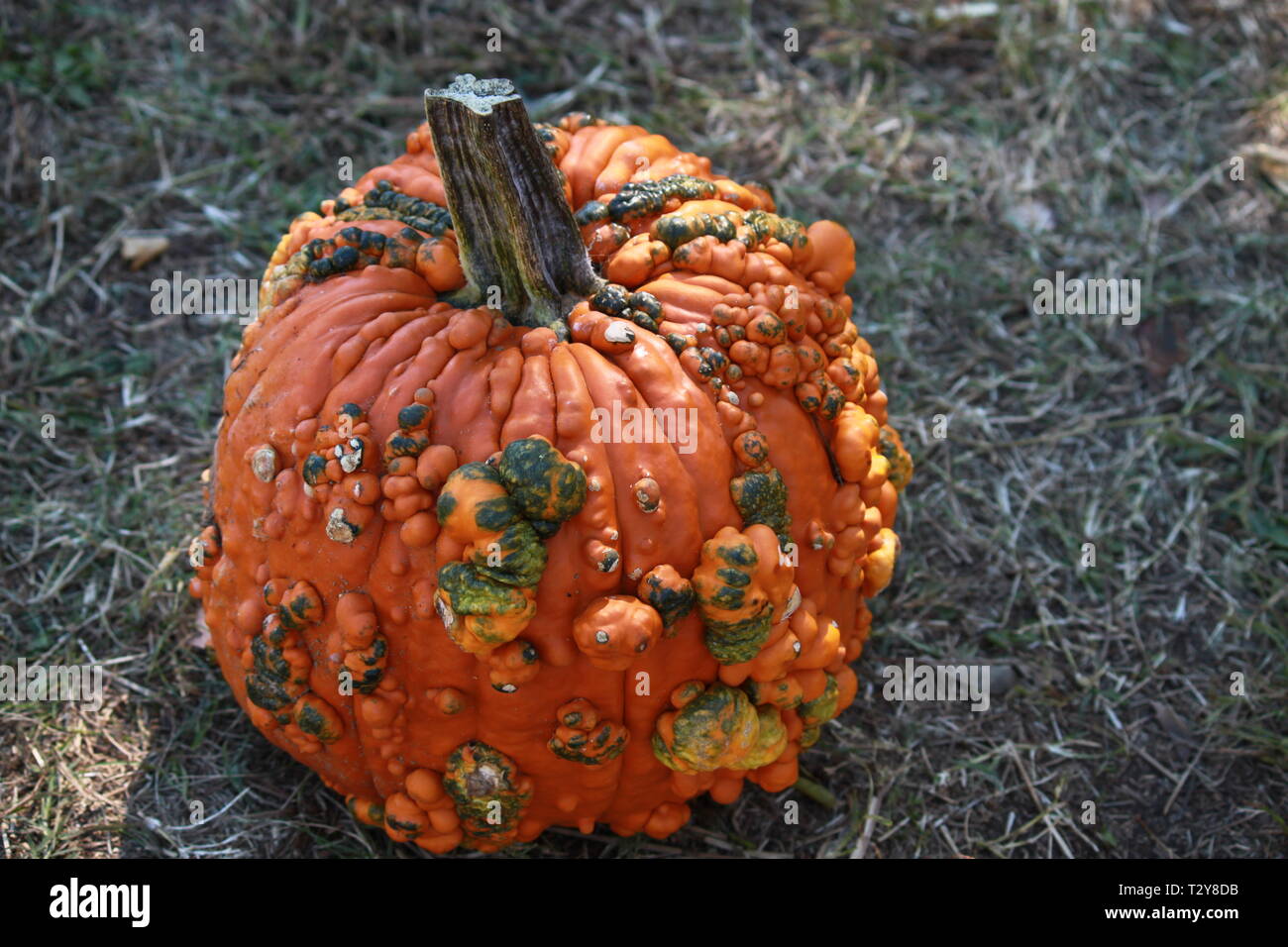 Pumpkin at Hawk's Pumpkin Patch, WinstonSalem, NC Stock Photo Alamy