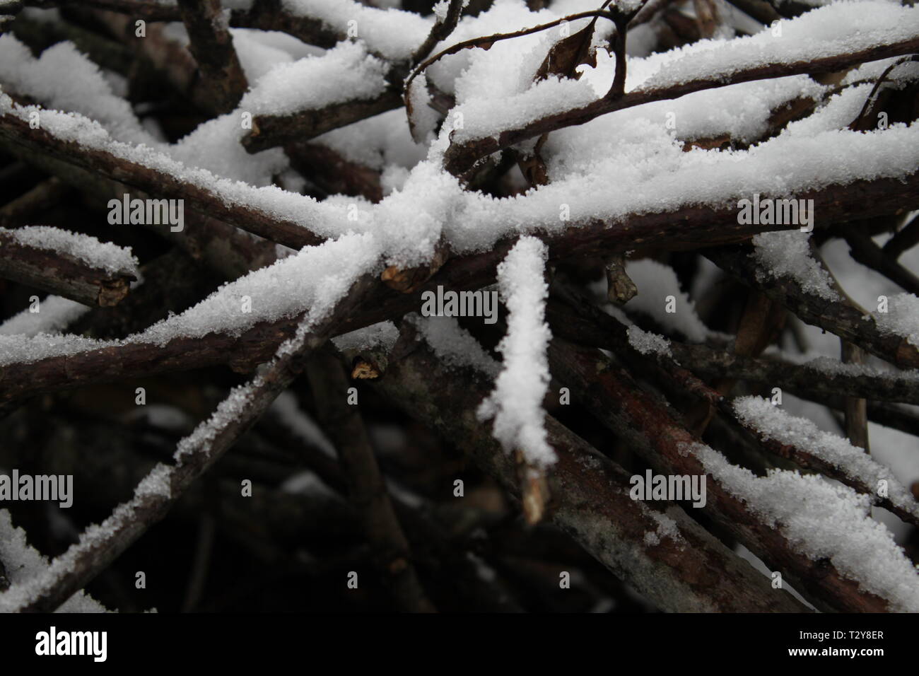 Snow covered sticks Stock Photo Alamy