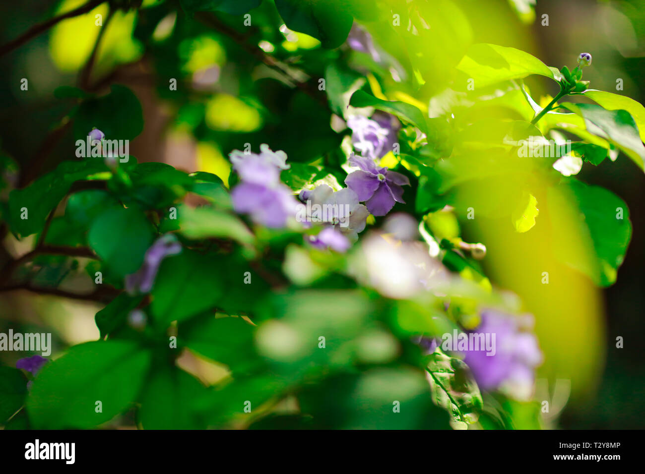 Close Up of Purple Flowers Stock Photo