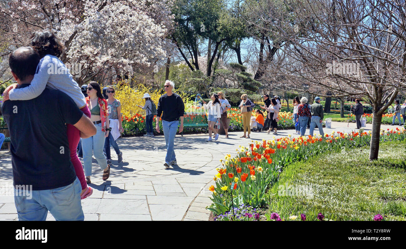 Dallas,Texas- March 18,2019 - Young familys on a nice day in Spring exploring the Dallas Arboretum Garden in Dallas, Texas. Stock Photo