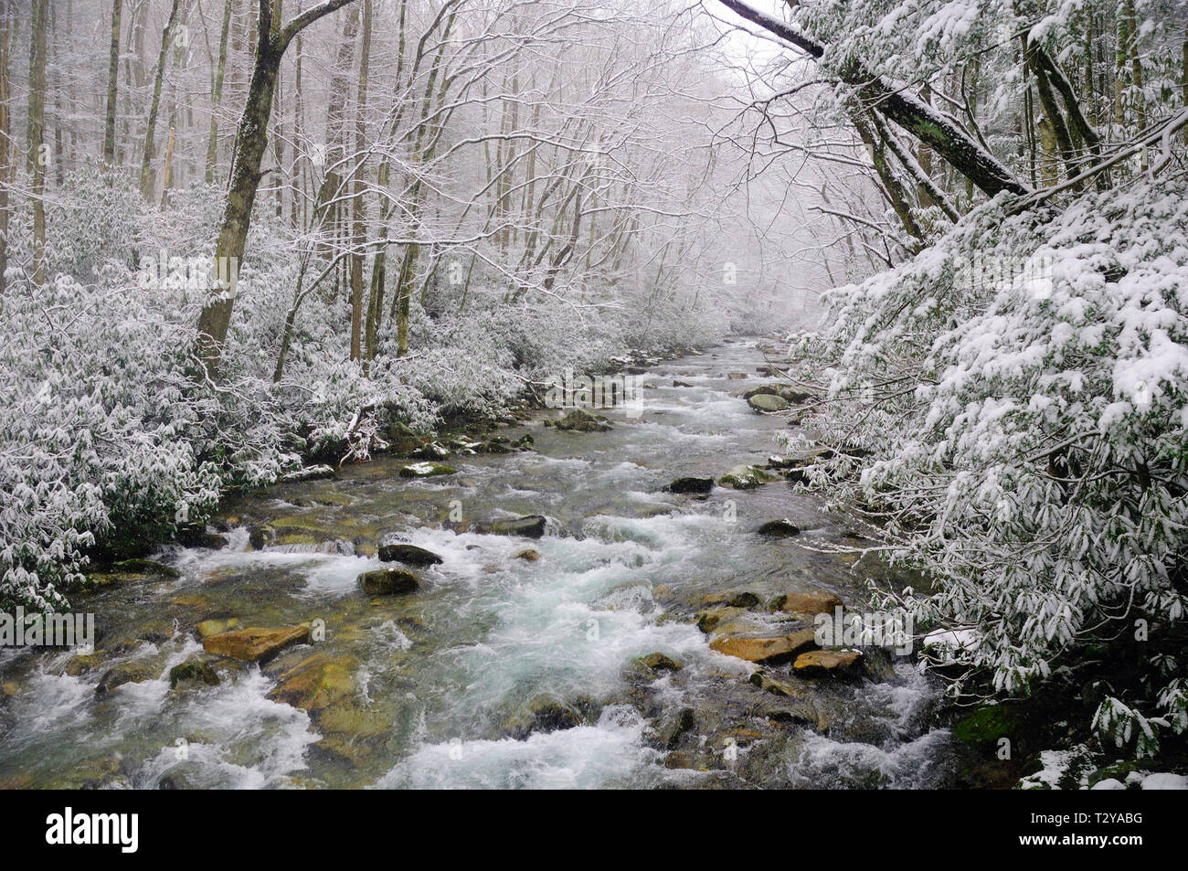 Big Creek in the Smokies Mountains during a spring snow storm Stock Photo