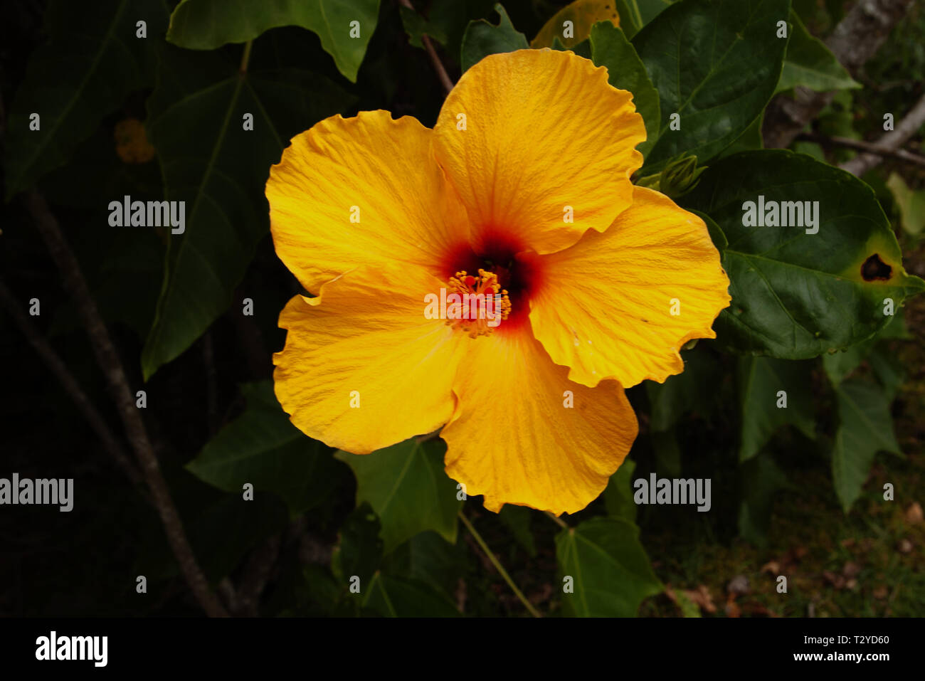 Yellow Hibiscus Stock Photo