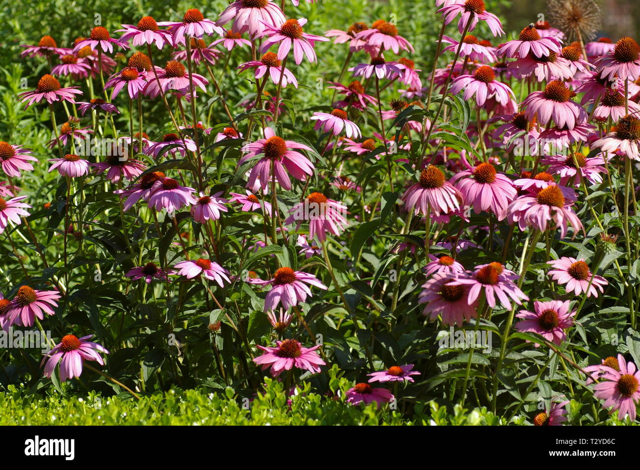 Purple Cone Flowers Stock Photo