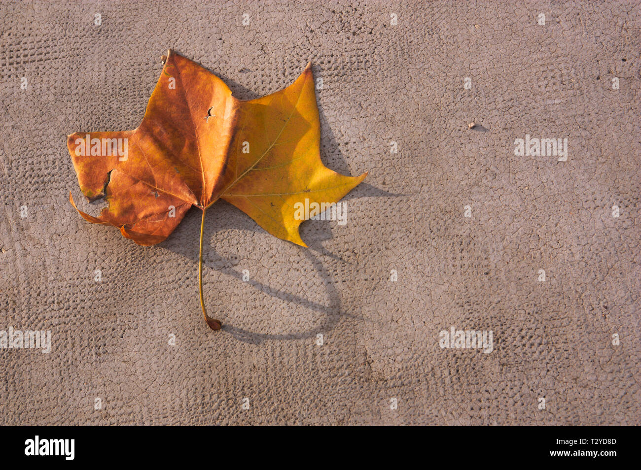 A tree leaf on the gray floor with some texture and space for texts Stock Photo