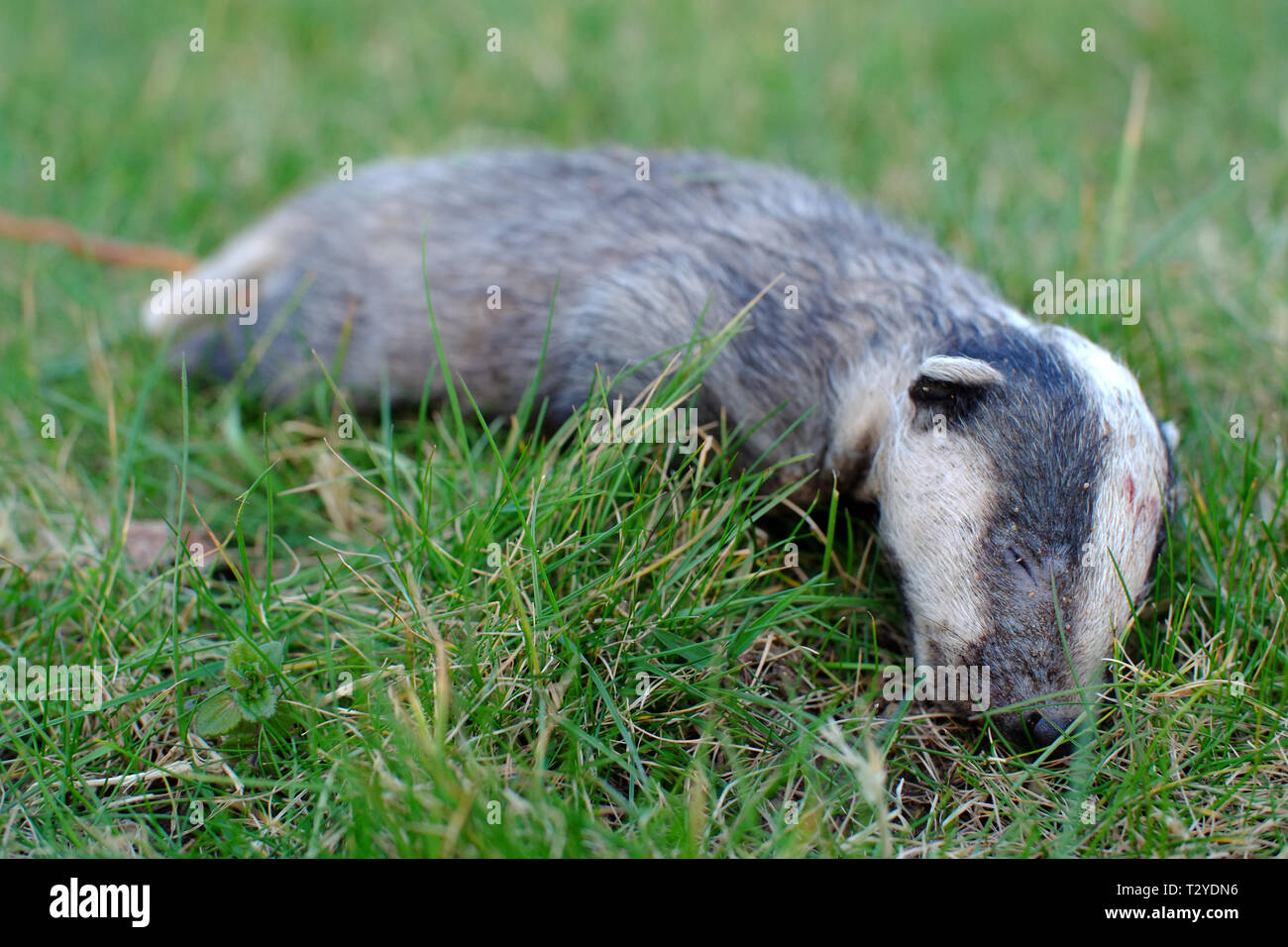 Dead badger cub. Stock Photo