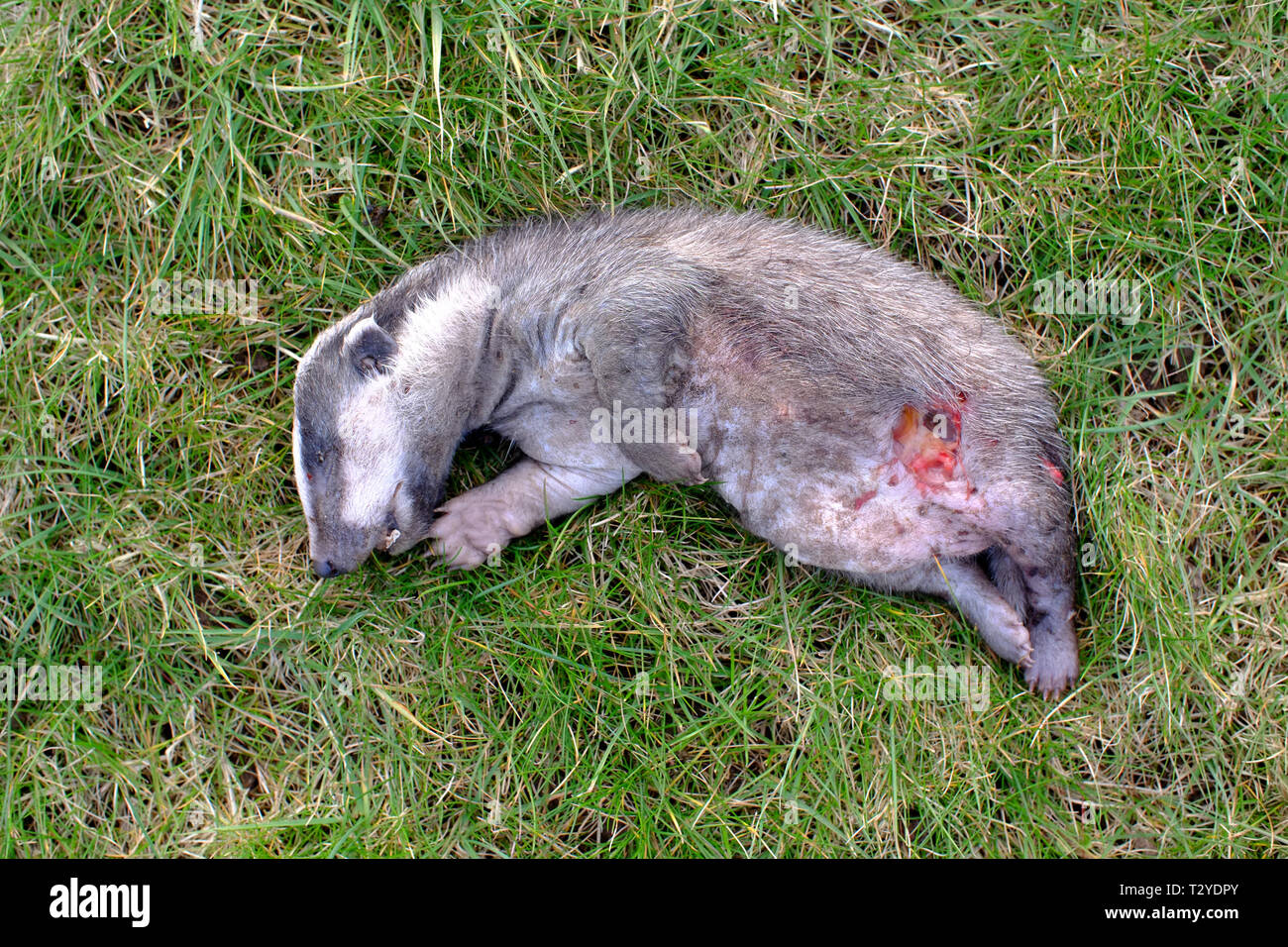 Badger baby hi-res stock photography and images - Alamy