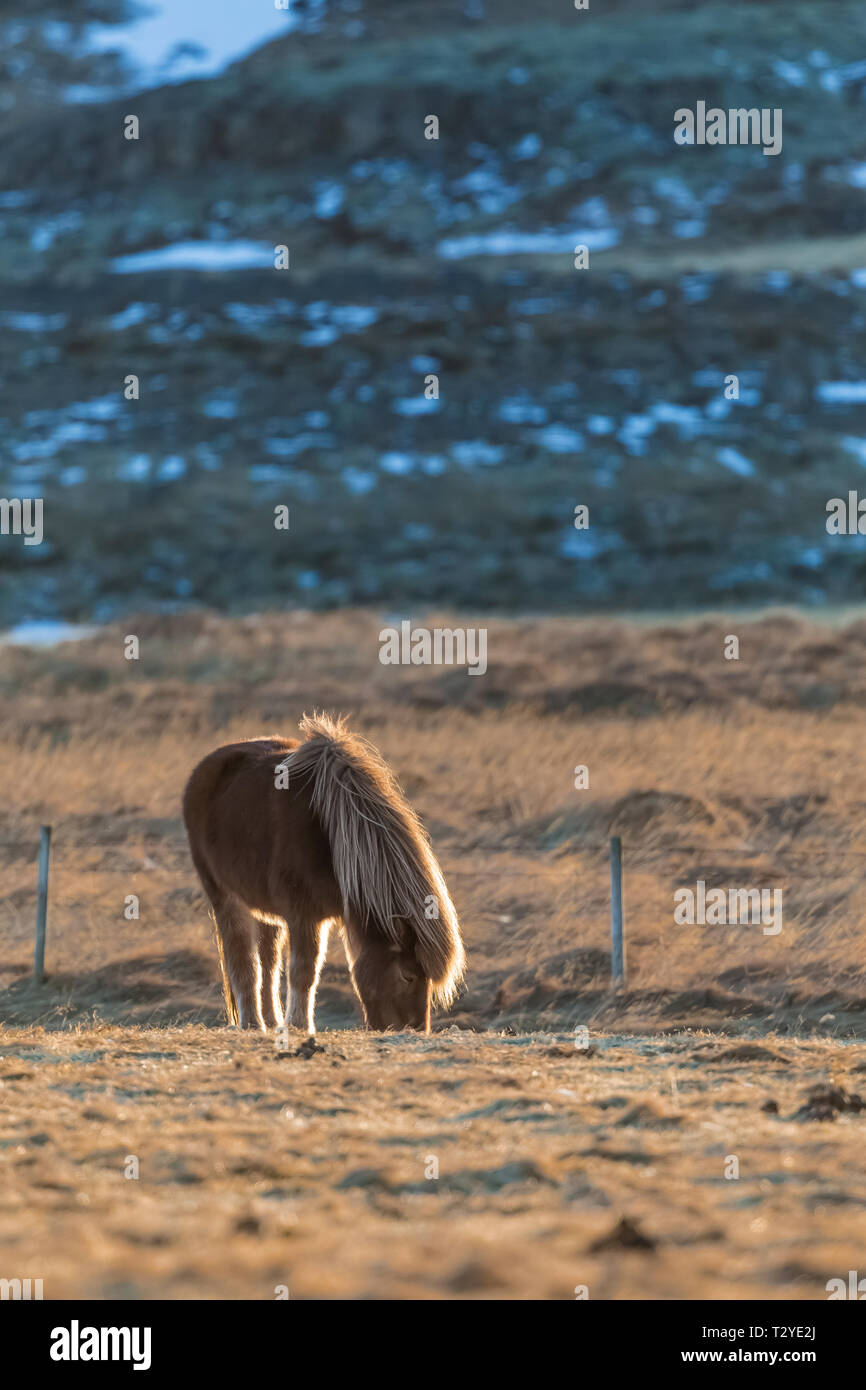 Icelandic Horses, a hardy breed use for work and pleasure in this horse-loving culture, on the Snæfellsnes Peninsula of Iceland Stock Photo