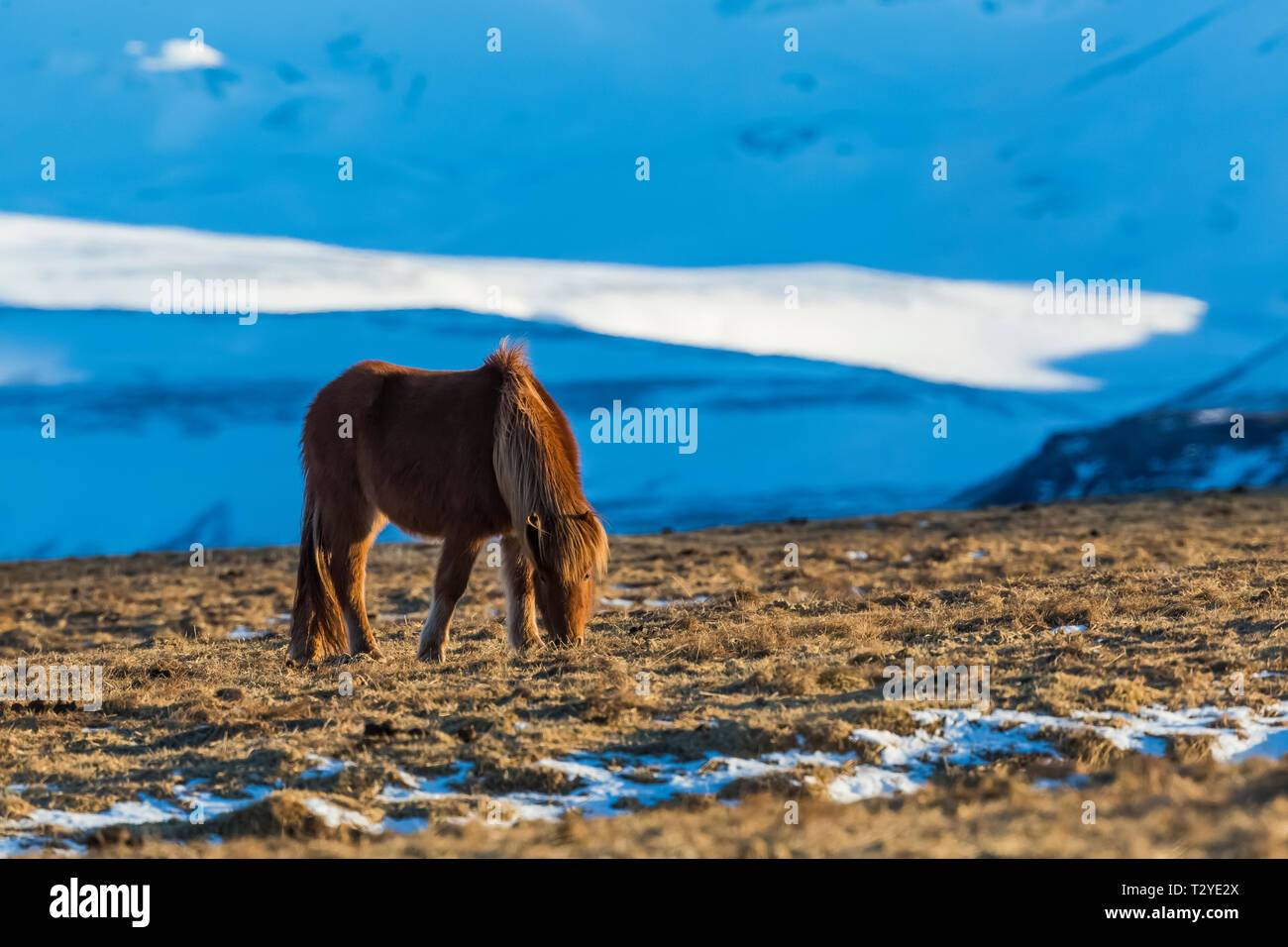 Icelandic Horses, a hardy breed use for work and pleasure in this horse-loving culture, on the Snæfellsnes Peninsula of Iceland Stock Photo