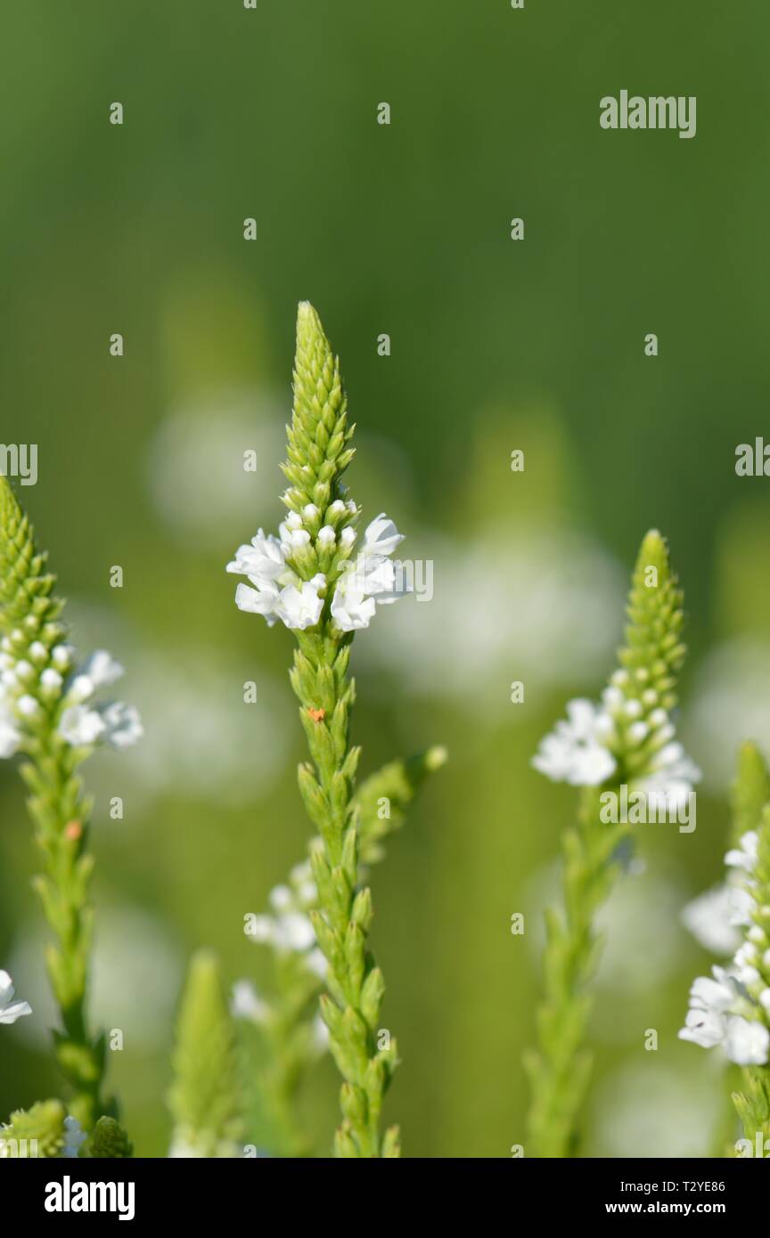 Verbena hastata Stock Photo Alamy