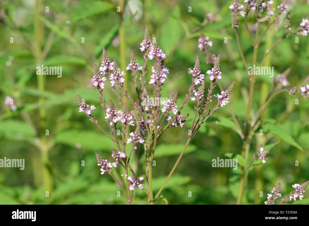 Verbena hastata rosea Stock Photo Alamy