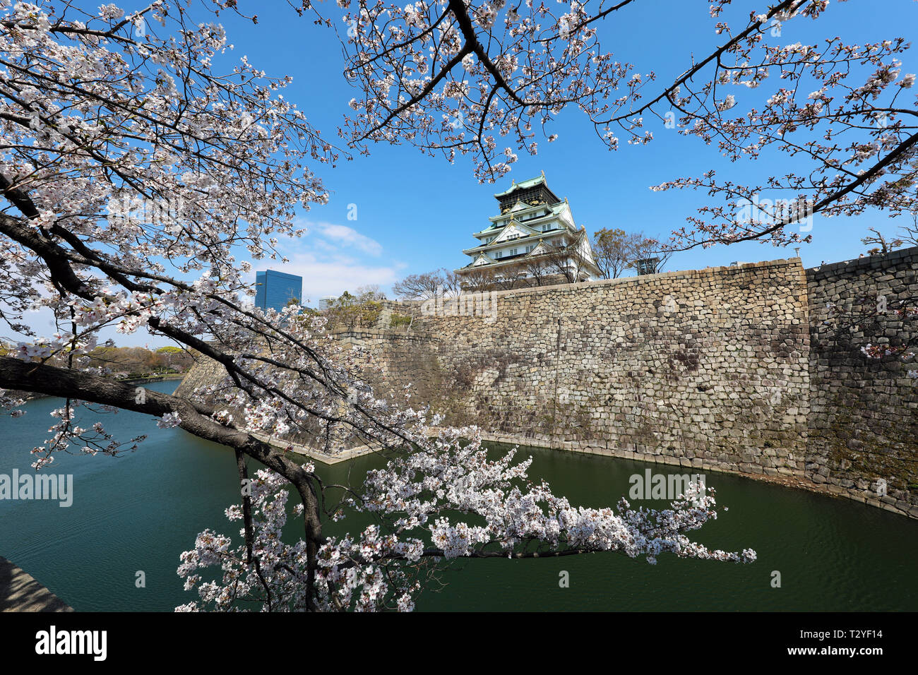 Osaka Castle seen through the branches of flowering cherry trees during Cherry Blossom season, Osaka, Japan Stock Photo
