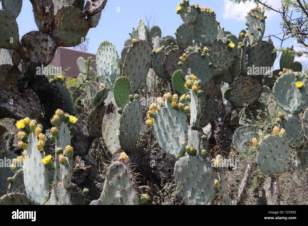 Cactus landscape Stock Photo