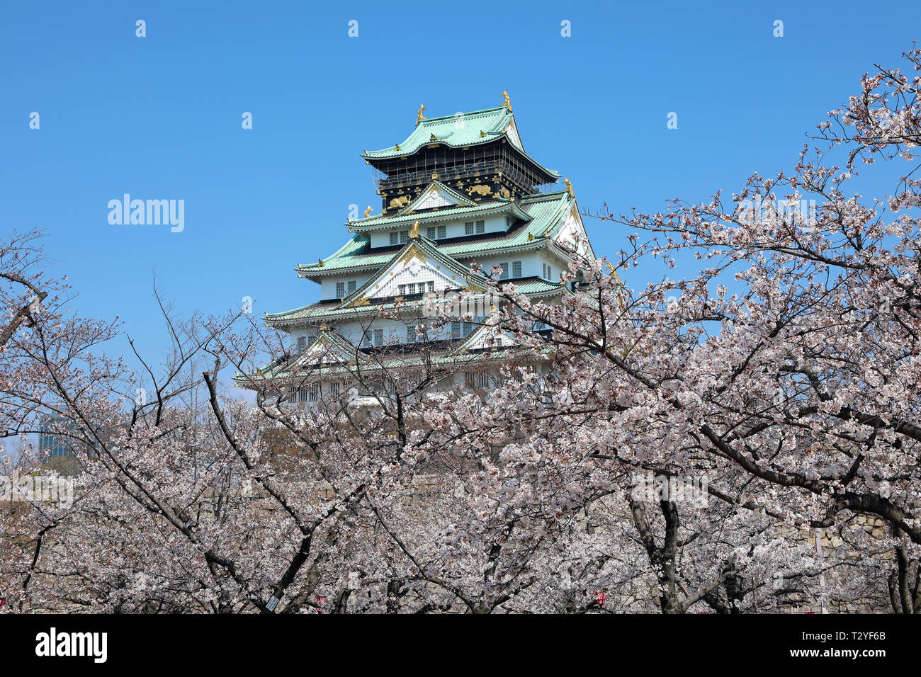 Osaka Castle seen through the branches of flowering cherry trees during Cherry Blossom season, Osaka, Japan Stock Photo