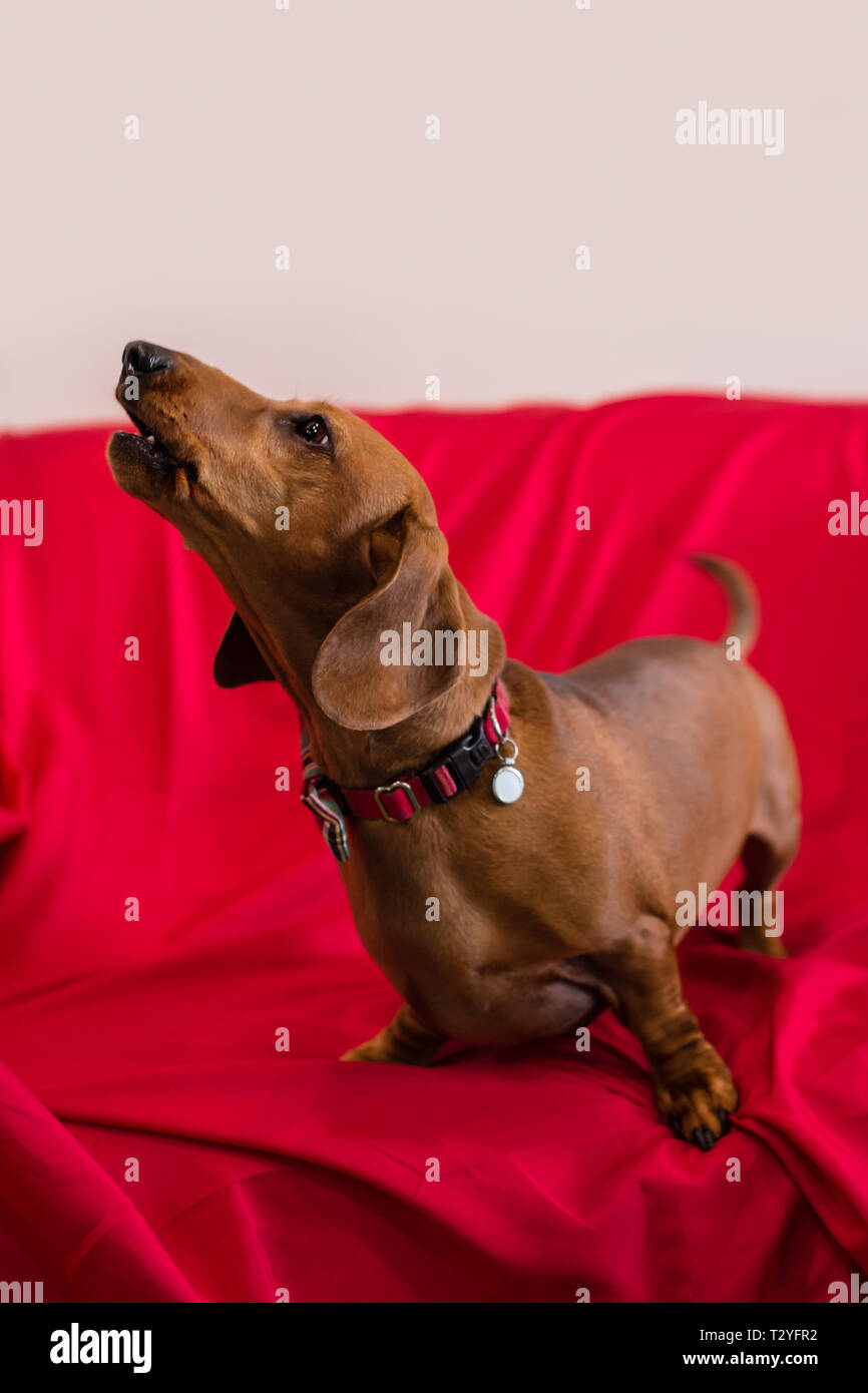 Vocal and loud hires stock photography and images Alamy