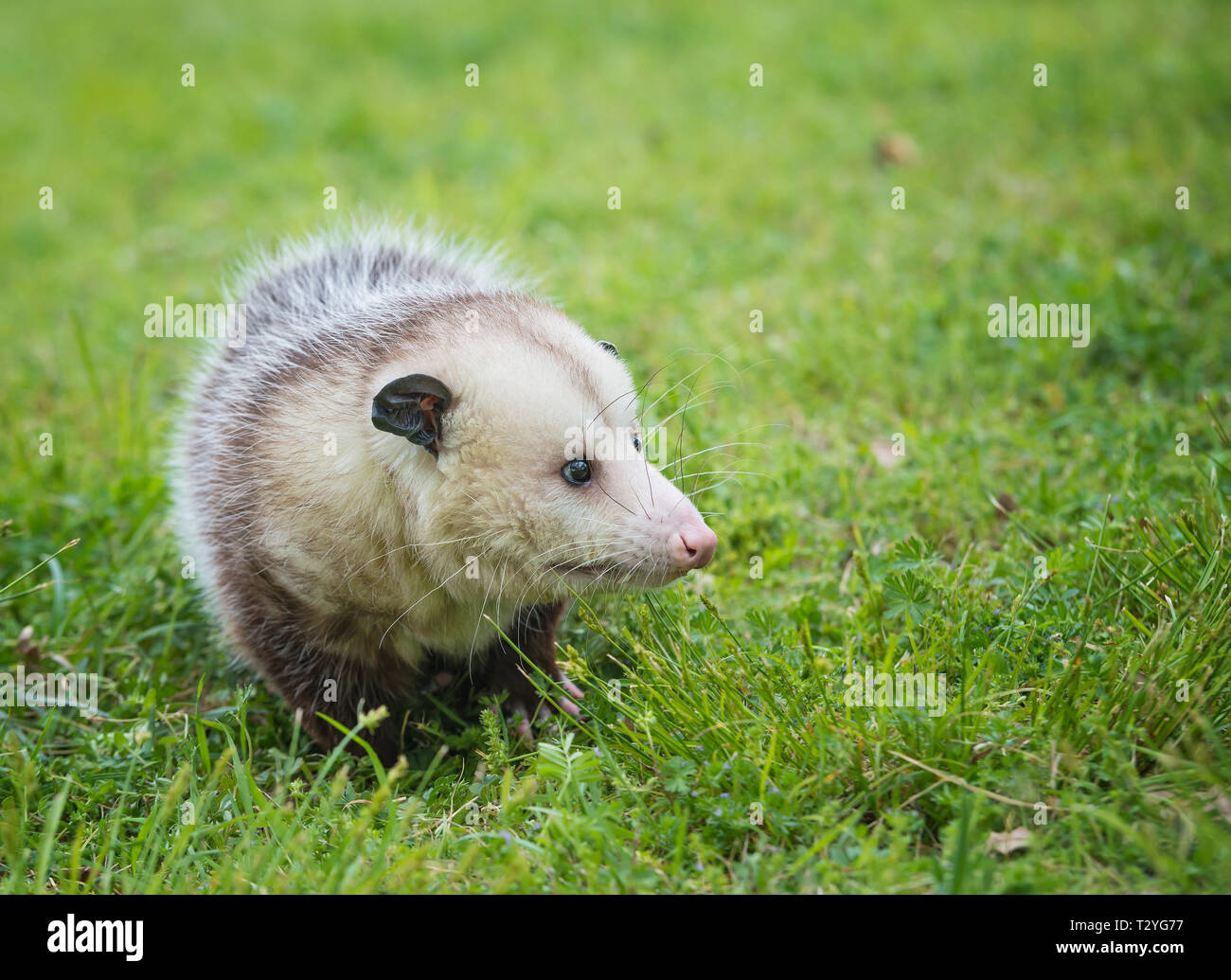 Male possum, Virginia Opossum, foraging for food in grass Stock Photo
