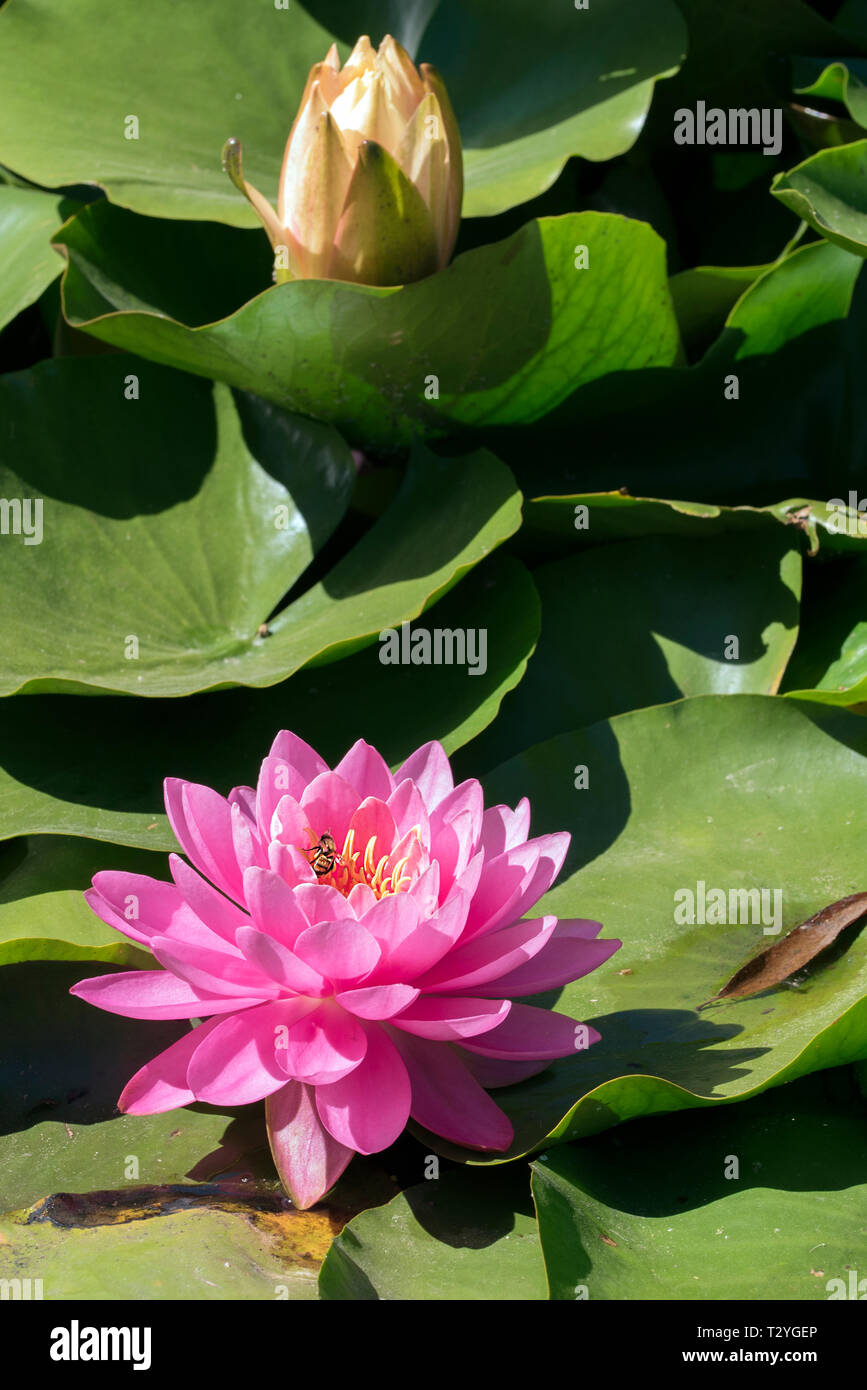 Pink water lily with bee Stock Photo - Alamy