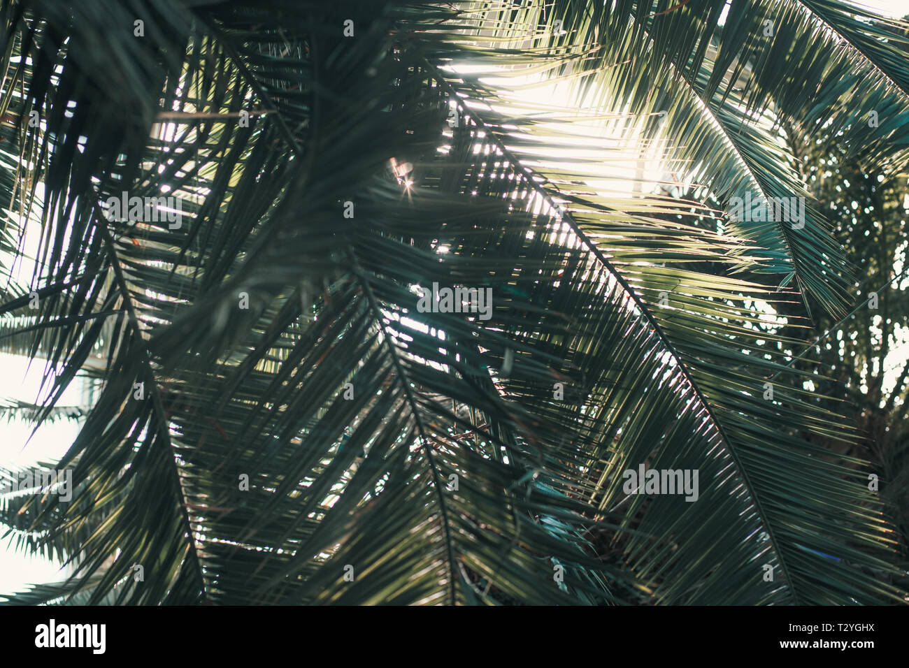 Closeup of palm tree leaves backlighted by sunglight Stock Photo
