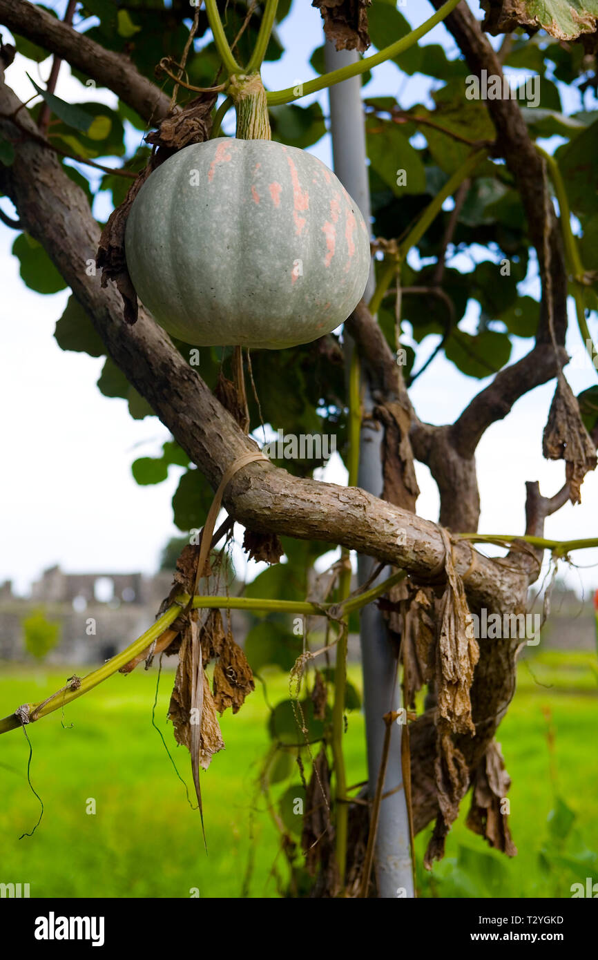 Large round pumpkin hanging on a branch. Georgia. Stock Photo