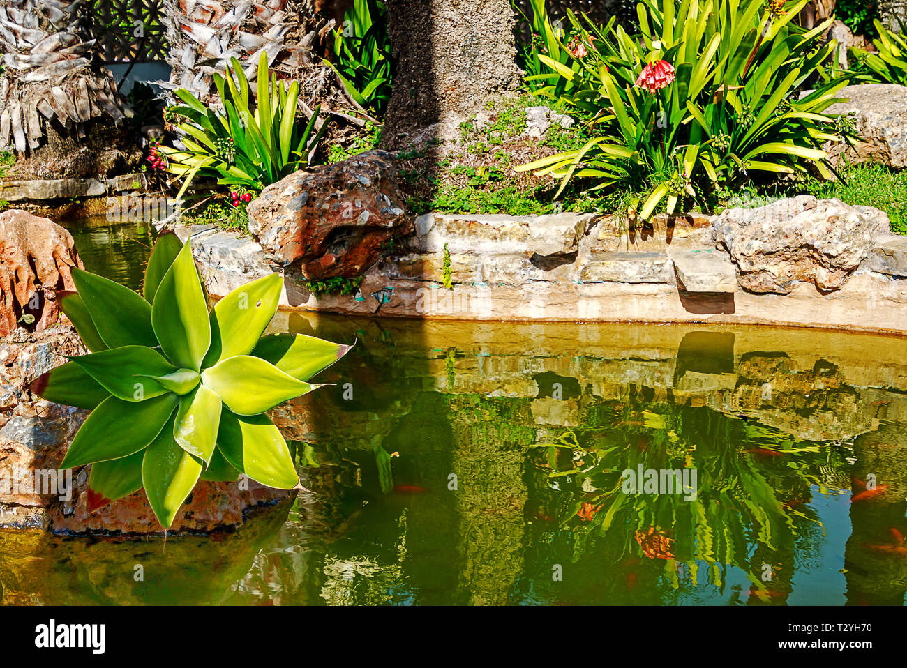 Beautiful garden pond with tropical plants (Agave attenuata and Clivia ...