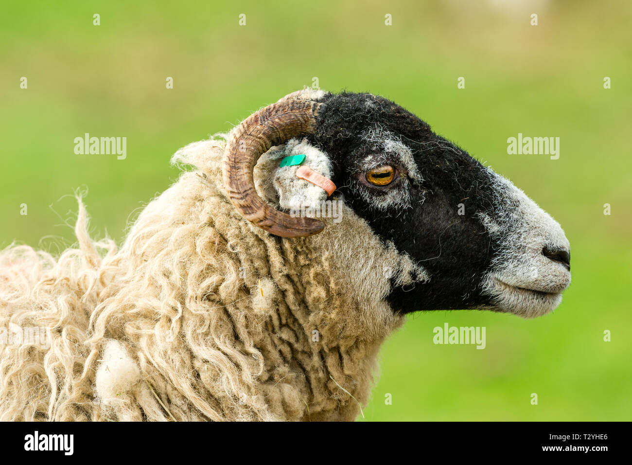 Swaledale ewe, (Female sheep) Head and shoulders close up of Swaledale sheep facing right. With clean, green,blurred background.  Landscape, copyspace Stock Photo