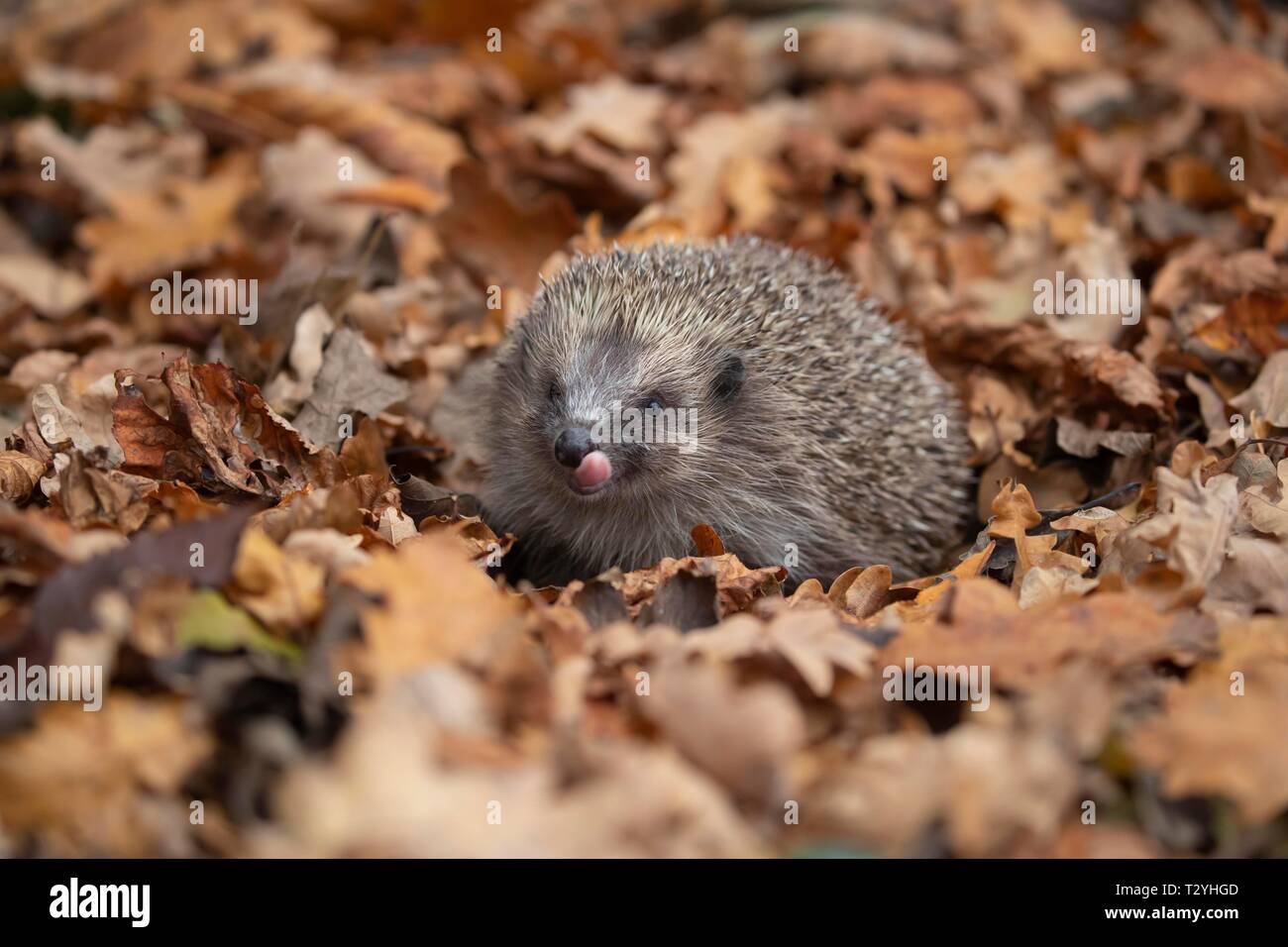 European hedgehog (Erinaceus europaeus) amongst fallen autumn leaves, Suffolk, England, United Kingdom Stock Photo