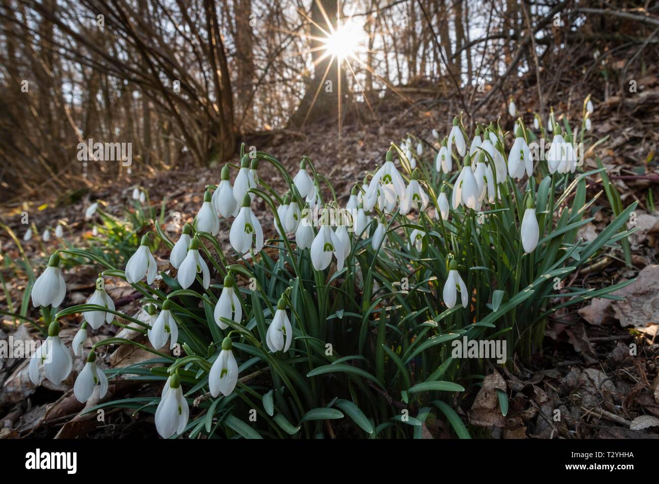 Snowdrop (Galanthus) in the deciduous forest, Hesse, Germany Stock Photo