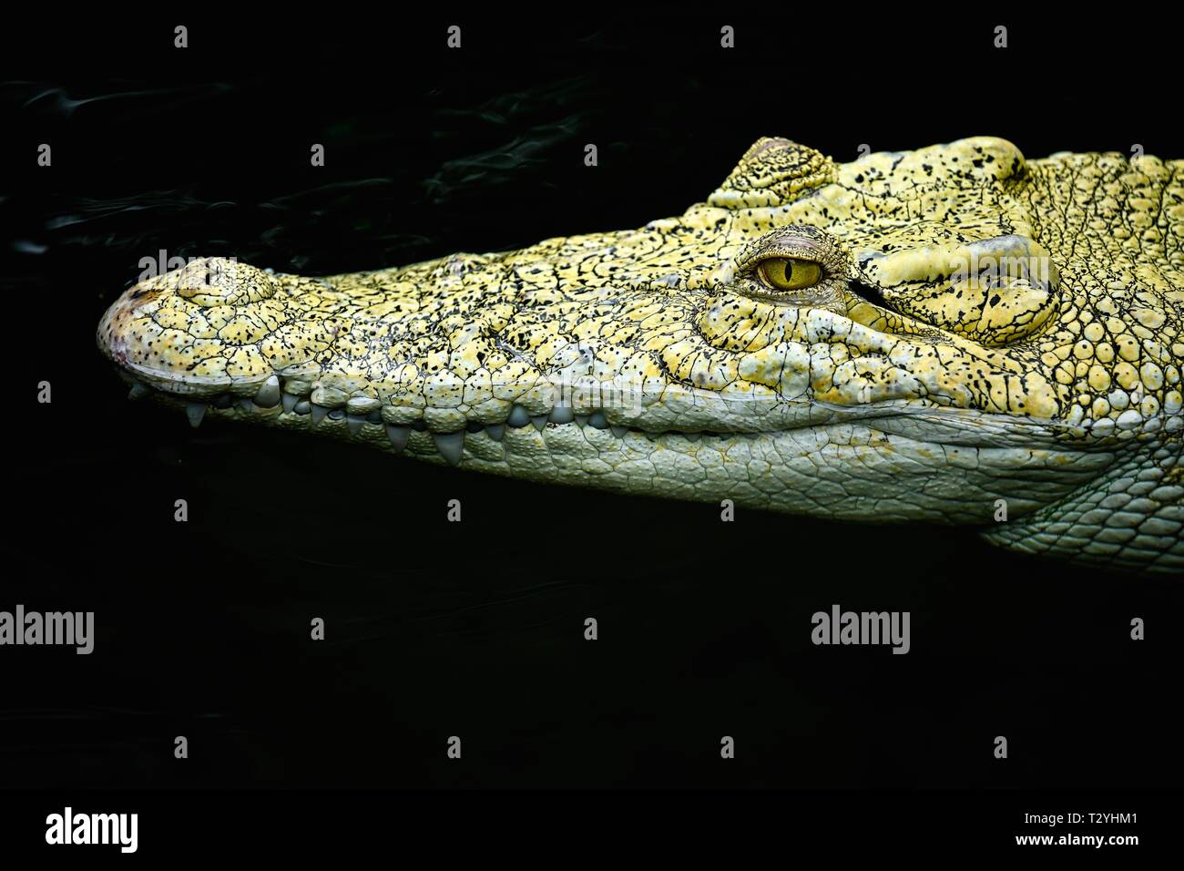 Saltwater crocodile (Crocodylus porosus), animal portrait in water, Albino, captive, Germany Stock Photo