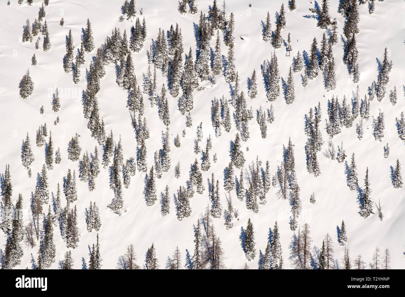 Spruce (Picea abies), high forest or protective forest on a slope with snow, Austria Stock Photo