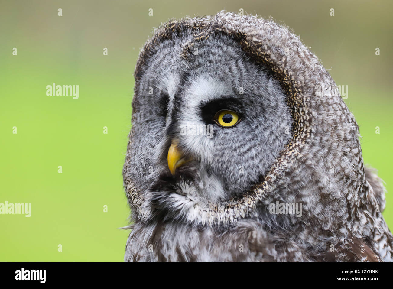 Close up head shot of a magnificent Great Grey Owl (Strix nebulosa) against a green background Stock Photo