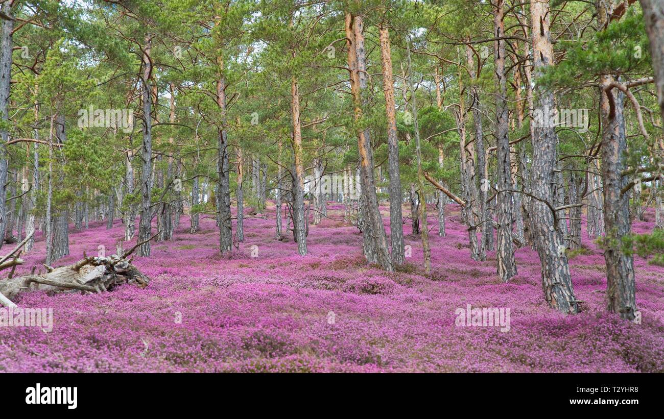 Ling heather new forest hi-res stock photography and images - Alamy