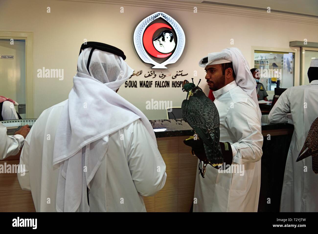 Arab with falcon in reception hall, Falcon hospital, Souq Waqif, Doha ...