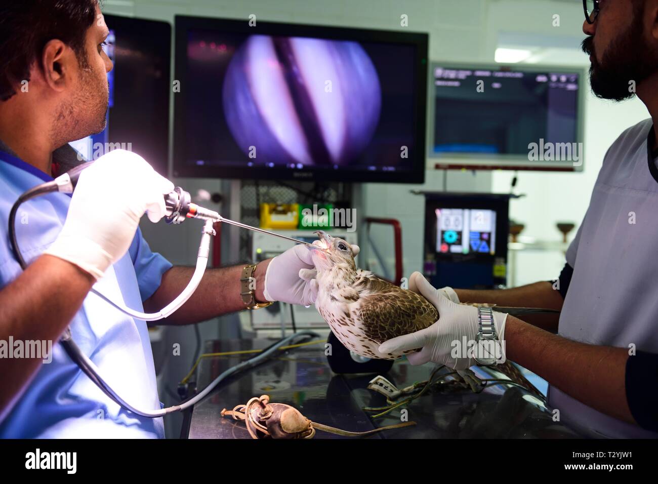 Medical treatment, endoscopy of an anesthetized falcon, Falcon Hospital