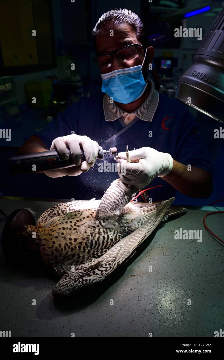 Man grinds claws of a falcon, claw care in Falcon Hospital, Souq Waqif, Doha, Qatar Stock Photo