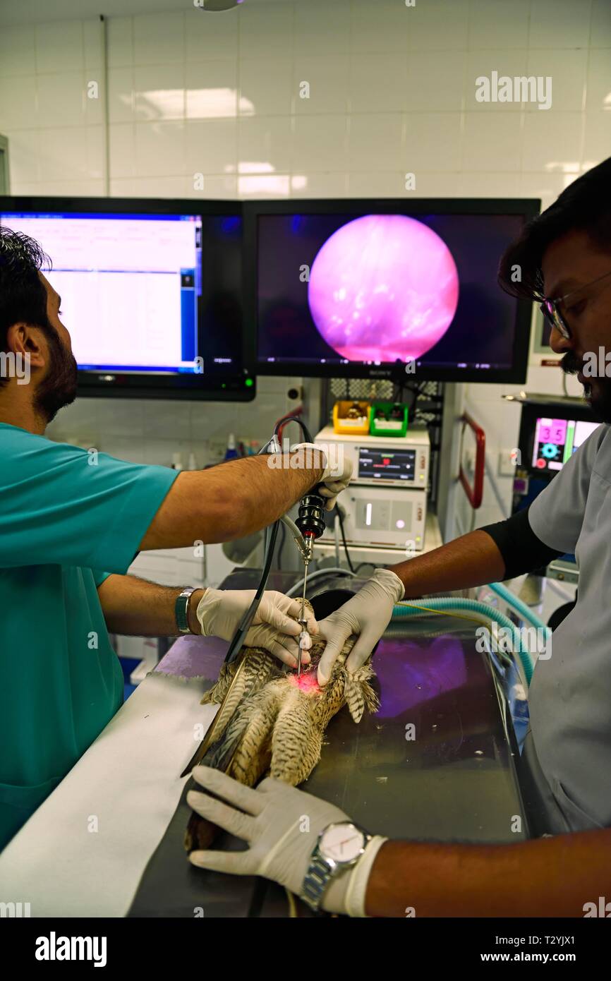 Endoscopy of an anesthetized falcon hires stock photography and images