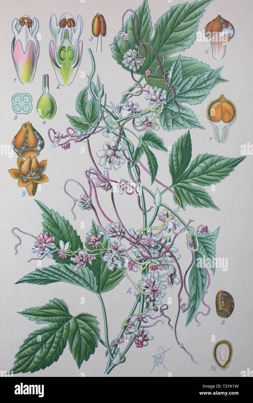 Greater dodder (Cuscuta europaea), historical illustration from 1885, Germany Stock Photo