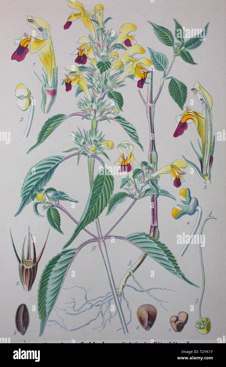 Common hemp-nettle (Galeopsis tetrahit), historical illustration from 1885, Germany Stock Photo