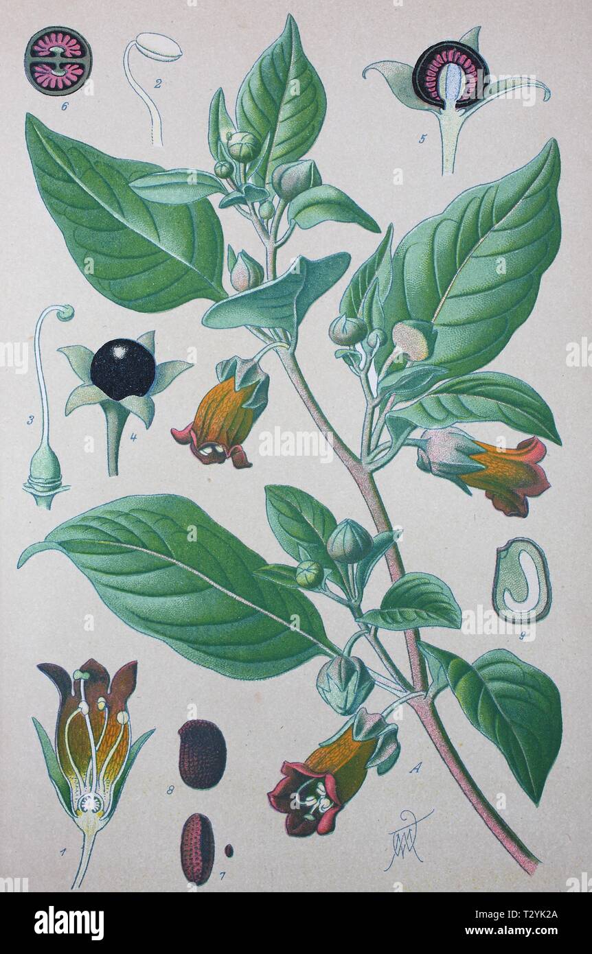 Belladonna (Atropa belladonna), historical illustration from 1885, Germany Stock Photo