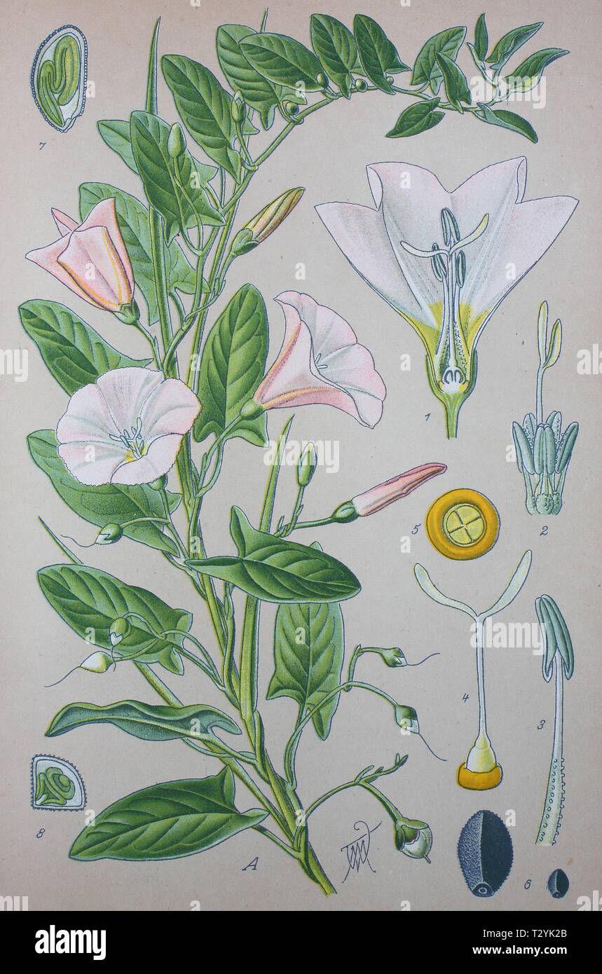 Field bindweed (Convolvulus arvensis), historical illustration from 1885, Germany Stock Photo