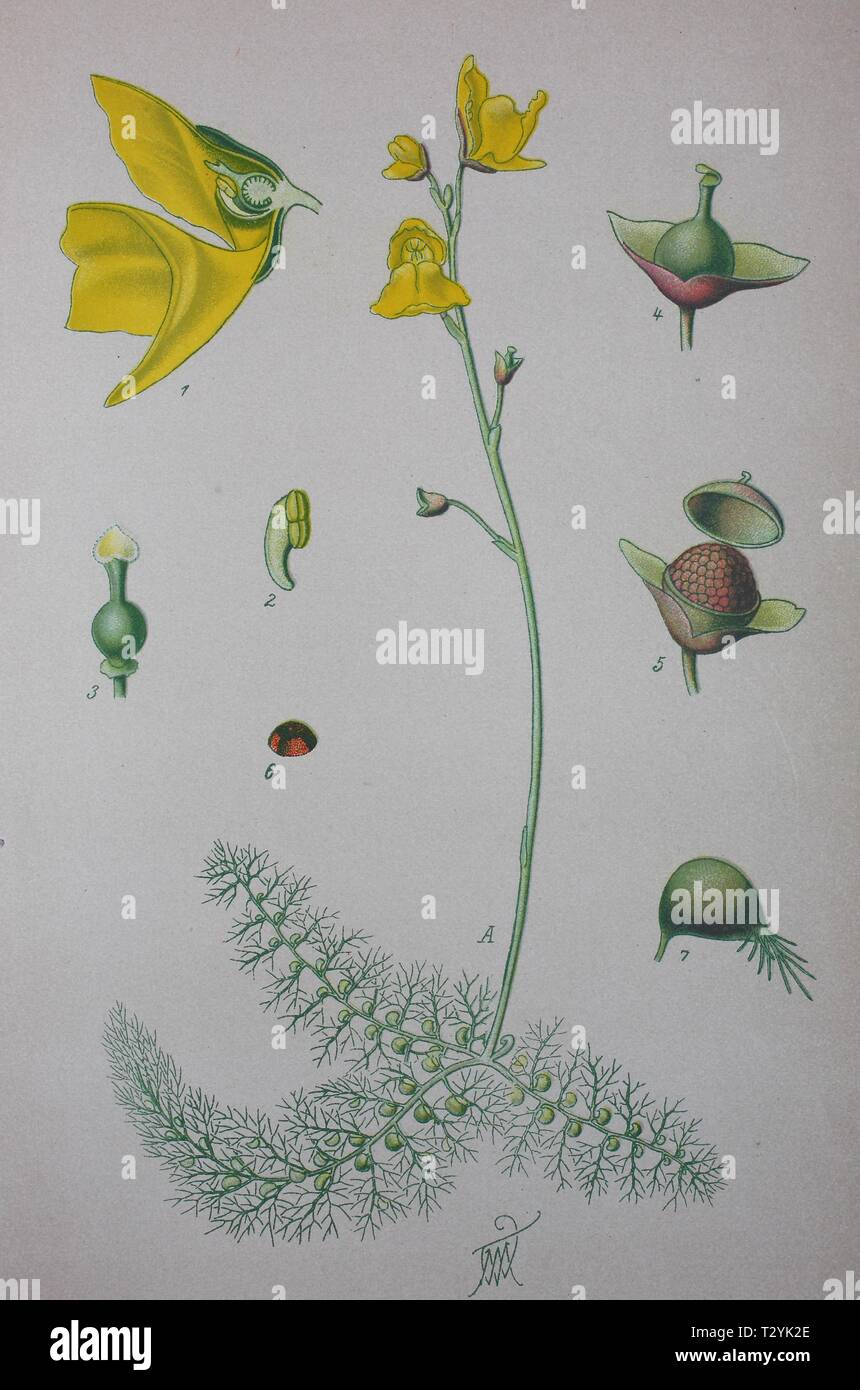 Greater bladderwort (Utricularia vulgaris), historical illustration from 1885, Germany Stock Photo