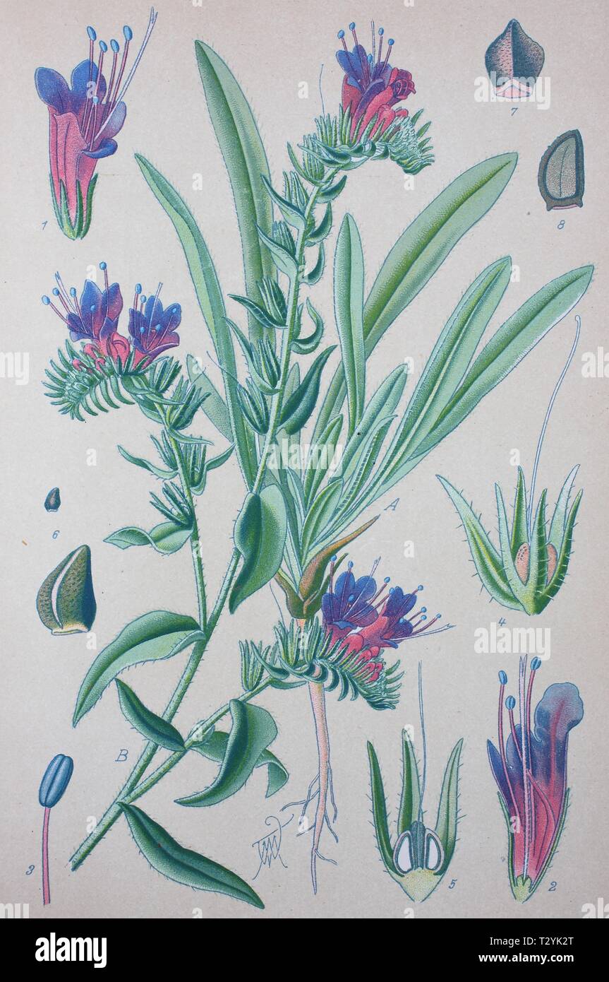Viper's bugloss (Echium vulgare), historical illustration from 1885, Germany Stock Photo