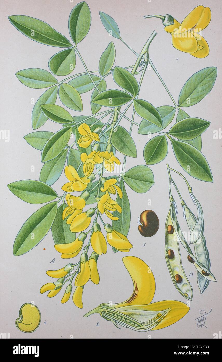 Golden chain (Laburnum), historical illustration from 1885, Germany Stock Photo