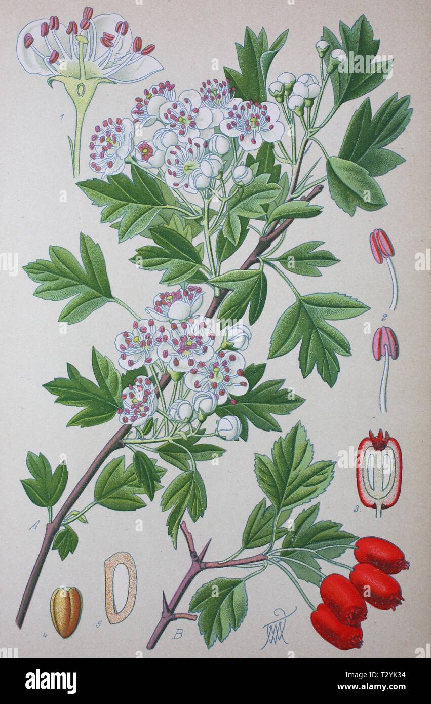 Common hawthorn (Crataegus monogyna), historical illustration from 1885, Germany Stock Photo