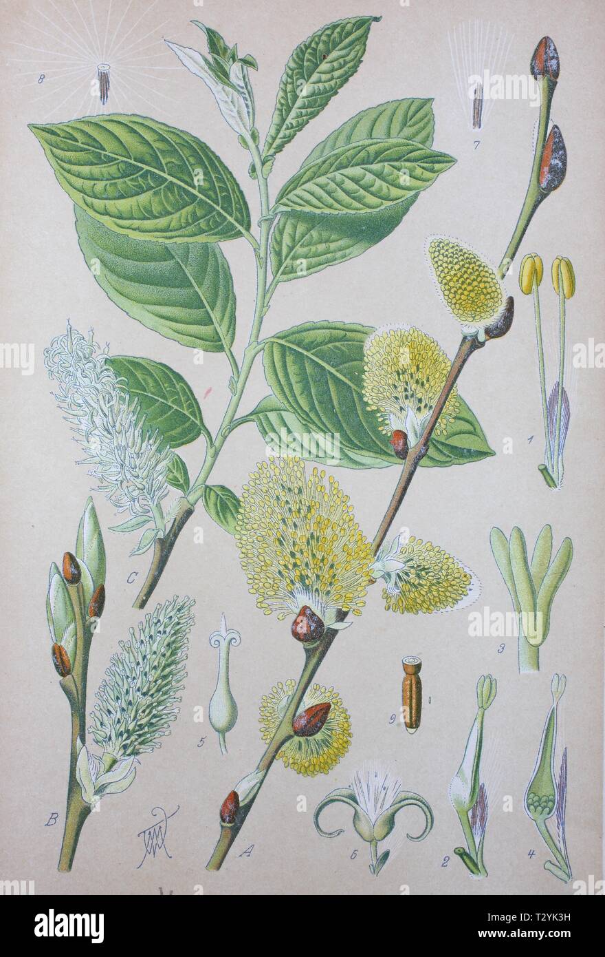 Goat willow (Salix caprea), historical illustration from 1885, Germany Stock Photo
