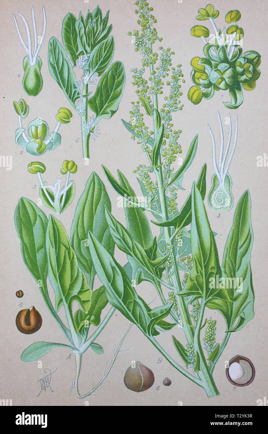 Spinach (Spinacia oleracea), historical illustration from 1885, Germany Stock Photo